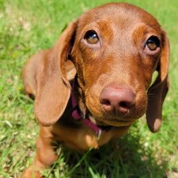 Dachshunds from Lil Bit of Wienie