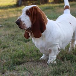 Betty - Red and white female Basset Hound puppy in Pollock, Missouri from Northstar
