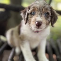Bordoodle Puppies from Borders of Eby Eden