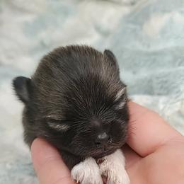 Girl 4 - Orange sable female Pomeranian puppy in Tulsa County, Oklahoma from CP Kennels
