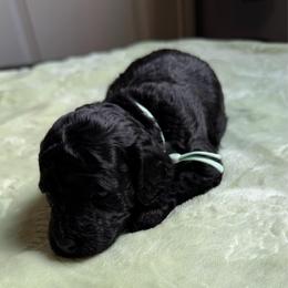 AKC Sasha - Mint - Black female Poodle puppy in Baytown, Texas from Charlotte & Co. Miniature Poodles