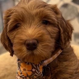 Girl 9 - Red Australian Labradoodle puppy in Lodi, California from These Charm's Doods