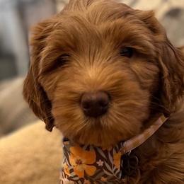 Girl 9 - Red Australian Labradoodle puppy in Lodi, California from These Charm's Doods