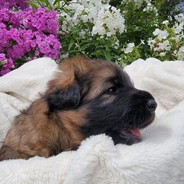 Girl 1 - Sable German Shepherd puppy in Sargeant, Minnesota from Chaotis German Shepherds