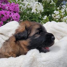 Girl 1 - Sable German Shepherd puppy in Sargeant, Minnesota from Chaotis German Shepherds