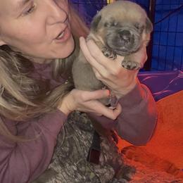 Cane Corso Puppies from Venom Cane Corsos