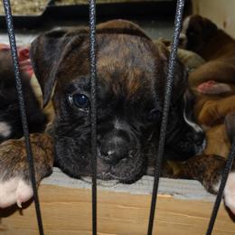 Boxer Puppies from Safiro Boxers