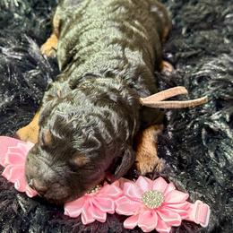 Kit Kat - Sable female Poodle puppy in Lakeland, Florida from Gulfside Poodles