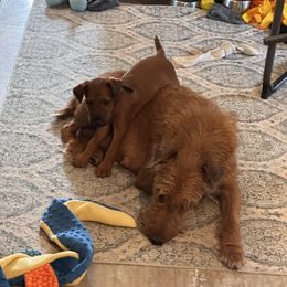 Irish Terrier Puppies from Kimerik Irish Terriers