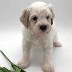 Denim - Cream male Australian Labradoodle puppy in Denton, Texas from Dignity Labradoodles