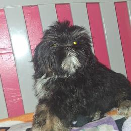 Boy 2 - Black and tan male Shih Tzu puppy in Birmingham, Alabama from K&D kennels