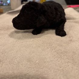 Goldendoodle and Poodle Puppies from Southern Stroll Poodles & Doodles