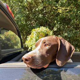 German Shorthaired Pointer All Grown Up from Majestik Kennels