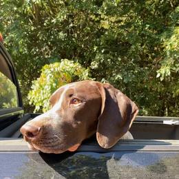 German Shorthaired Pointer All Grown Up from Majestik Kennels