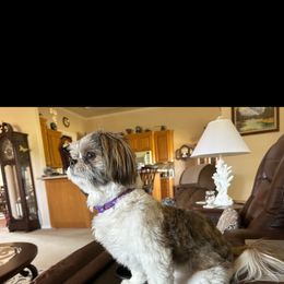 Shih Tzu Puppies from Grandma Ts Precious Puppies