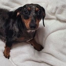 Dachshunds from My Little Heart