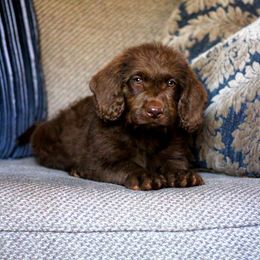 Rupert - Labradoodle puppy in Easley, South Carolina from Moore than Dogs