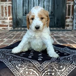 Black - Parti male Goldendoodle puppy in Celina, Texas from Kennedy Doodles
