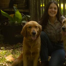 Golden Retrievers from laura's dogs :)