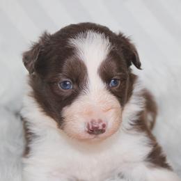 Wren - White and red male Border Collie puppy in Cedartown, Georgia from Ferguson Border Collies