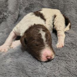 Boy 1 - Parti male Goldendoodle puppy in La Junta, Colorado from Double J’s Doodles