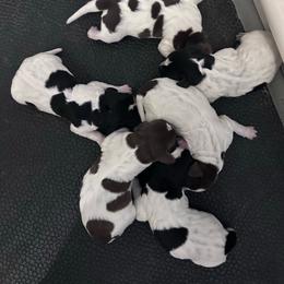 German Shorthaired Pointer puppies from Wayalife Labradors & Gsp’s