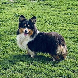 Dill - Pembroke Welsh Corgi