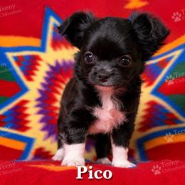 Pico - Black and white male Chihuahua puppy in Rocky Mount, Virginia from Teeny Chihuahuas
