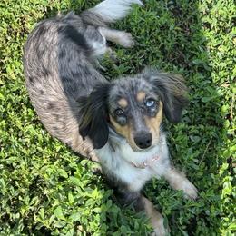 Trudy - Dachshund