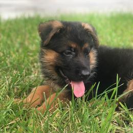 German Shepherd Puppies from Finca Vom Chaveco