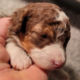 Brown tux boy - Brown male Poodle puppy in Vinemont, Alabama from RottenDog's Poodles