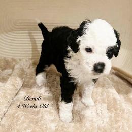 Denali- Male Reservation 2 - Black and white male Sheepadoodle puppy in Spokane, Washington from Downriver Doodles