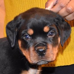 Rottweiler Puppies from Von Gottlich Rott