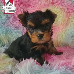 Tony starks - Black and gold male Yorkshire Terrier puppy in California from Corazon de gigante