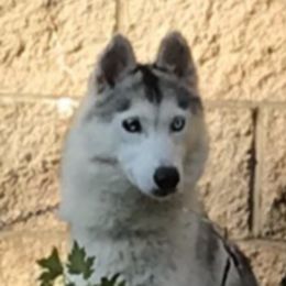 Ice - Siberian Husky