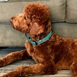 Cavapoos, Goldendoodles, and Poodles from Rosie Doodle Dandies