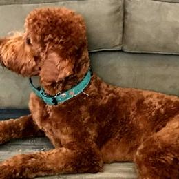 Cavapoos, Goldendoodles, and Poodles from Rosie Doodle Dandies