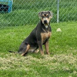Ruckus - Blue male Catahoula Leopard Dog puppy in Forbes, Minnesota from North Country Catahoulas
