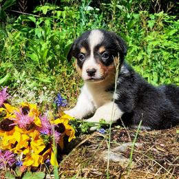 Alexander Hamilton - Black and white male American Corgi puppy in Gouverneur, New York from St. Lawrence Corgis