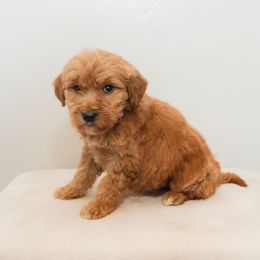 Zadie - Cream female Goldendoodle puppy in Tucson, Arizona from Ever After Doodles Arizona
