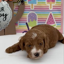 Tobasco (Toby) Purple - Apricot male Goldendoodle puppy in Cincinnati, Ohio from KSchott Kennels