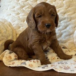 Cockapoo and Goldendoodle Puppies from Cockadoodle Poo Puppies