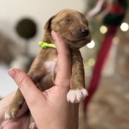 Willow-lime green - Apricot female Goldendoodle puppy in Bogue Chitto, Mississippi from Valentine Kennels