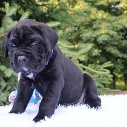 Tank - Black brindle male Cane Corso puppy in Seattle, Washington from Grande Kennels