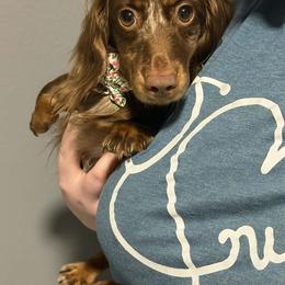 Dachshund puppies from White Oak Kennels