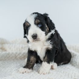 Snotlout - Black tri-color male Aussiedoodle puppy in Cortez, Colorado from Sassy Pants Pups