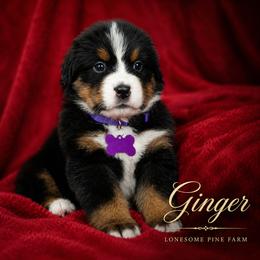 Ginger - Tri-color female Bernese Mountain Dog puppy in Soldiers Grove, Wisconsin from Lonesome Pine Farm