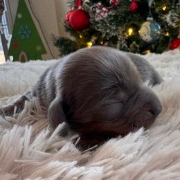 Storm - Gray (blue) and tan male Dachshund puppy in Wallingford, Kentucky from Hensley Homestead Dachshunds