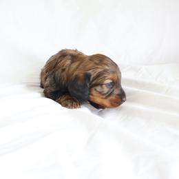 Jill - Wild  boar and tan female Dachshund puppy in Fredericksburg, Ohio from William's Dachshunds