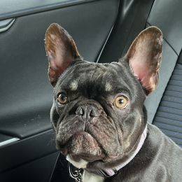 Hershey - French Bulldog